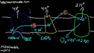 Oxidativ fosforylering [upl. by Melony]