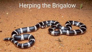 Herping the Brigalow Night 1  Bandybandys and scalyfoots [upl. by Ylekalb]