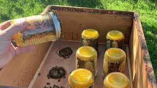 MasonJar Comb Honey  Beekeeping [upl. by Ynamrej]