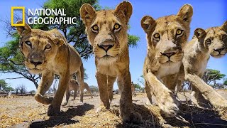 Inferno In The Kalahari Desert  Lion Pride Documentary  National Geographic Documentary 2023 [upl. by Bette536]