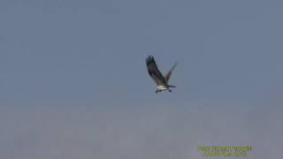 FISKGJUSE Osprey Pandion haliaetus Klipp  1158 [upl. by Ahearn]