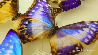 Biomimicry and Butterflies How Nature is Inspiring Design and Innovation [upl. by Sonahpets]