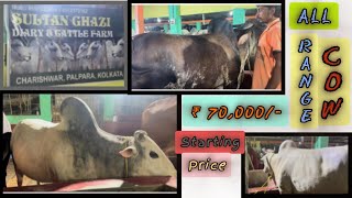 MEDIUM RANGE COW at GOLBARI😱😱FULL CHAKALLASMAMALOGCOWSOFKOLKATASTARTING 70K [upl. by Ready759]