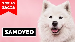 Samoyed  Top 10 Facts [upl. by Parsons55]