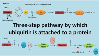 Ubiquitination of proteins [upl. by Lj]