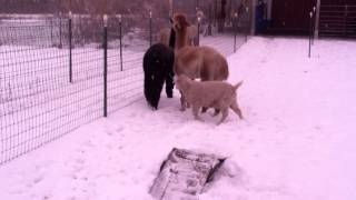 Angora Goats and Alpacas Playing in the Snow [upl. by Auop]