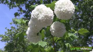 Viburnum opulus  Schneeball als Stämmchen [upl. by Arihas760]