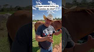 Porque castrei todos os cavalos do sítio [upl. by Aihsetel]