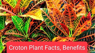 Croton Garden Plant Benefits [upl. by Pyle]