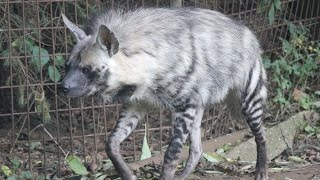 Gestreepte hyena  Striped hyena  Olmense Zoo [upl. by Burrus370]