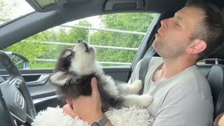 Adorable New Puppy Howls For The First Time So Cute [upl. by Enella437]