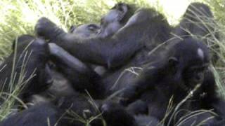 Bonobos enjoying time together [upl. by Adekan]