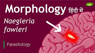 Naegleria fowleri in Hindi Morphological features  Parasitology  Basic Science Series [upl. by Bolen525]