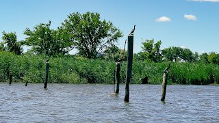 FREE Boat Tour Unexpected Wildlife amp Hidden Gems of the Meadowlands NJ [upl. by Armillia711]