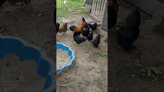 Hühner🐥🐤🐥 GACKERN UM DIE WETTE chicken farming [upl. by Eiboh]