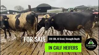 In Calf Heifers €230 EBI  AI Sired  Strength amp Depth [upl. by Virgilio]