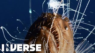 First footage ever of deepsea anglerfish mating  Inverse [upl. by Oretos]