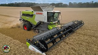 Claas Lexion Combines Harvesting Wheat [upl. by Meilen]