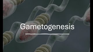 Gametogenesis [upl. by Emily]