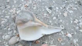 Whelks and Conchs on West Gulf Sanibel [upl. by Nanon]