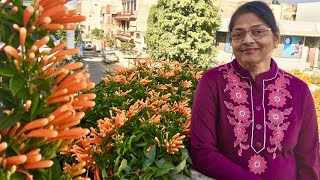 How to grow Orange Trumpet Vine with Aruna Agrawal [upl. by Neelrahs]