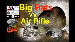 Air Rifle Ratting 139 down in two hours [upl. by Nylessoj]