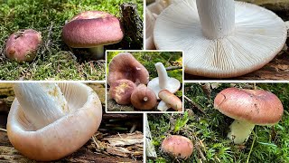 Speisetäubling Verwechslung  Fleischroter Speisetäubling Fleischroter Täubling Russula vesca [upl. by Donald]