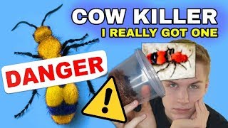 I GOT A PET COW KILLER [upl. by Hauser]