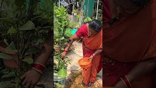 మిద్దె తోటలో పచ్చి మిర్చి terracegarden greenchilli harvesting terracegardentelugu gardentips [upl. by Anelej808]