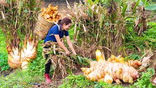 Harvesting Galangal Root Goes to the market sell  Ultimate Guide to GALANGAL  Hot Thai Kitchen [upl. by Eiggep]