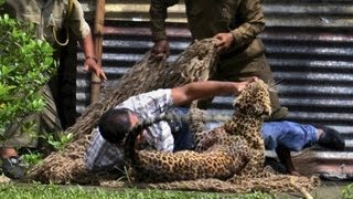 Nach LeopardenAngriff Wildhüter erschießen Raubtier  DER SPIEGEL [upl. by Inattyrb555]