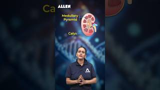 NEET Biology How Human Kidney Works  Function of Kidney  Human Excretory System Shorts [upl. by Singhal]