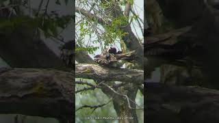 The Common Nighthawk birds [upl. by Hashim]