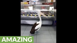 Pelican waits in line to be served at fish store [upl. by Rofotsirk]