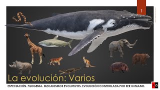 La evolución Especiación Filogenia Mecanismos evolutivos [upl. by Baskett]