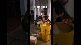 🍹🦁 Hawaiian Lion 🎥 nicksherron TT voiceover cat drink alcoholicbeverage funny shorts [upl. by Stacy]