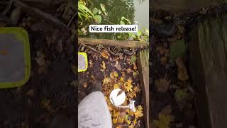 Catch and release fishing fish fisherman bigfish viral nature wildlife animals [upl. by Stanfill159]