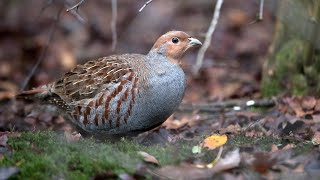 Niederwildhege Wetterau [upl. by Nerta839]