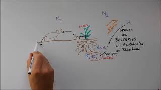Cycles biogéochimiques  Cycle de lazote [upl. by Adlar]