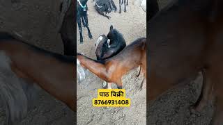 9000 मध्ये पाठ विक्री🤝 goatbusiness goatfarming farming sheepgoatfarming goatfarmingbusiness [upl. by Nek]