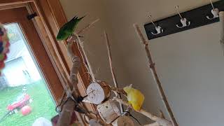 lineolated parakeet Linnie barred parakeet pair playing [upl. by Acirfa]