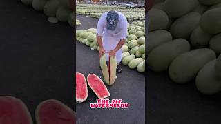 The big water melon semangkamerah fruit masukberanda menyala [upl. by Acirne]