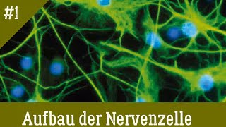 Neurologie Aufbau der Nervenzelle [upl. by Notlef78]