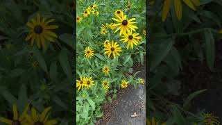 How to know if Black eyed Susan’s Rudbeckia hirta are a straight species [upl. by Vivienne87]