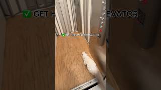 I HAVE AN ELEVATOR INSIDE MY HOUSE showing my cat a tour 🫣🐱 [upl. by Pain]