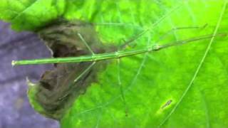 Japan Walking Stick Insect  Nanafushi ナナフシ [upl. by Anitap]