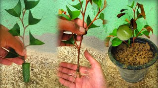 How to Grow Caimito by Cutting Aloe Vera Branches [upl. by Gariepy878]