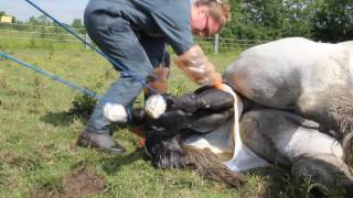 Haras de Cordemais  Naissance dun poulain percheron [upl. by Eicaj]