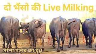 दोनो भैंस ने तोला गजब का दूध Live MilkingEmpty TimeNajender Fouji Rawari [upl. by Alena]