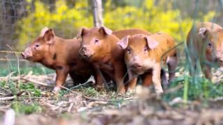 Training piglets to an electric fence [upl. by Adnol637]